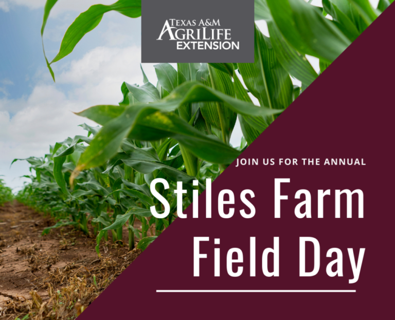 Field Day (2)